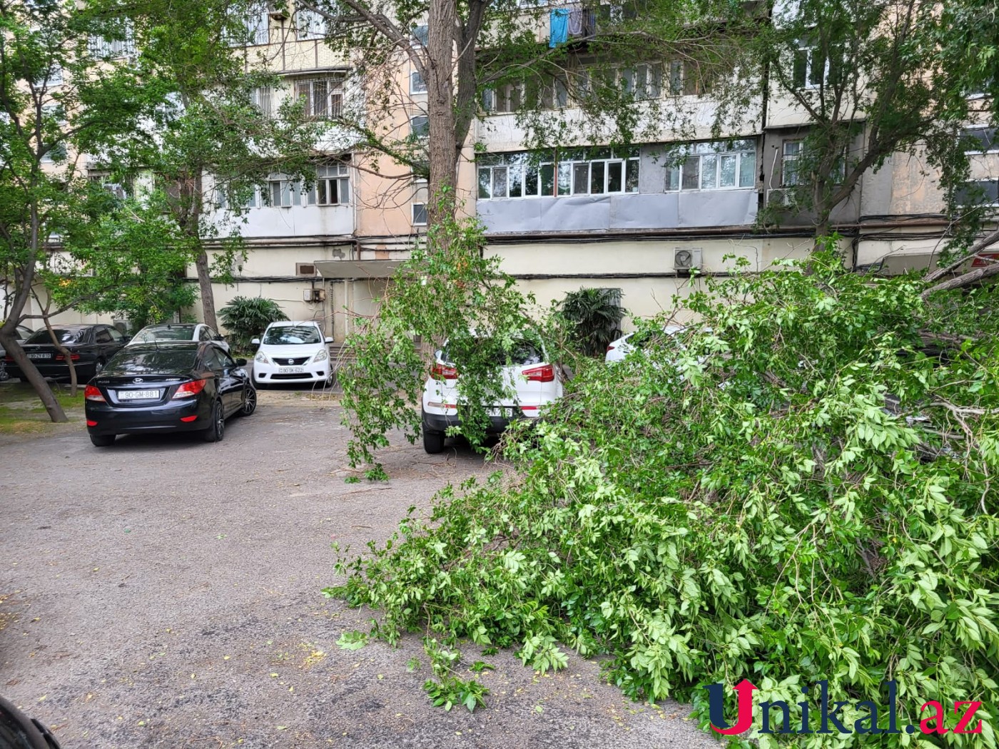 Bakıda ağac avtomobillərin üzərinə aşdı - FOTOLAR